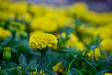 yellow flower in the field