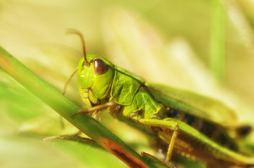 grasshopper sits in the grass.