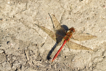Dragonfly sitting on the stem of the plant.