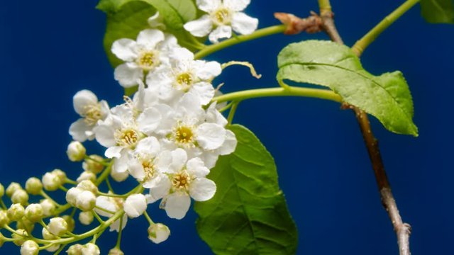 Bird-cherry flower blooming time lapse. Blue background 