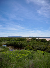 Fototapeta na wymiar Laguna de Fuente de Piedra, a Nature Reserve with Halophyte vegetation and several species of Wading Birds in Andalucia, Spain.