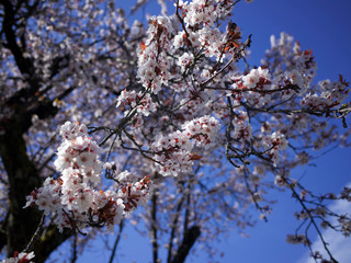 cherry flower closeup
