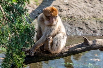 Berber is sitting on a branch above the water