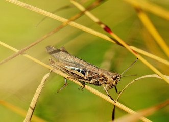 grasshopper sits in the grass.