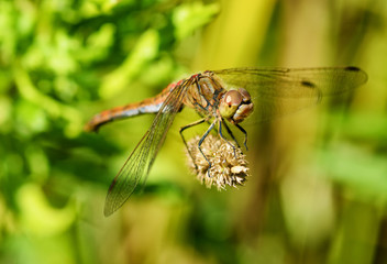 Dragonfly sitting on the stem of the plant.