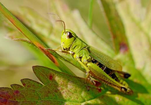 grasshopper sits in the grass.