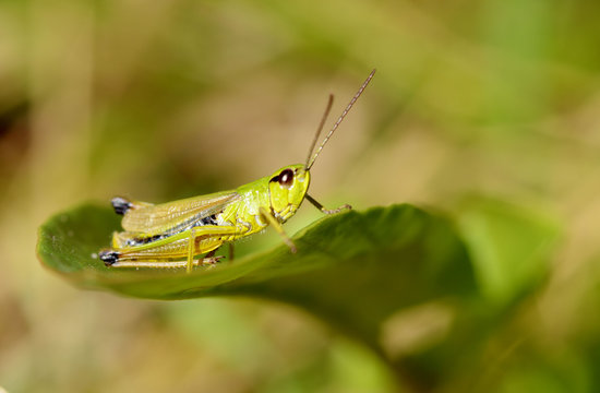 grasshopper sits in the grass.