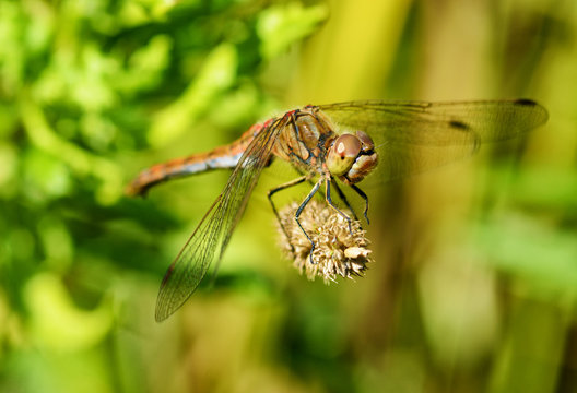 Dragonfly sitting on the stem of the plant.