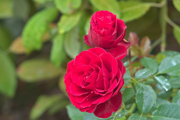 Two red roses bloom on the branches of a bush.