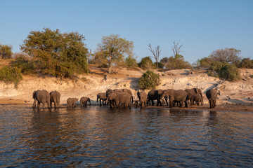 Obraz premium Elephant Herd on the Bank of Chobe River