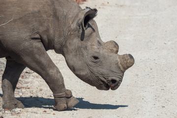 Obraz premium Dehorned Black Rhino in Etosha NP
