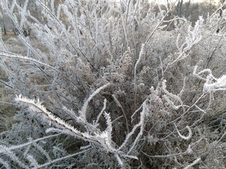 frost on