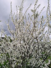 tree in bloom