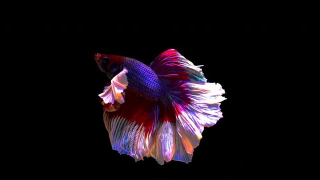 Slow motion of Betta fish, siamese fighting fish isolated on Black background.