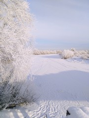 winter landscape
