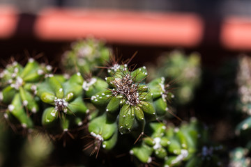 Green spiky cactus plant close up nature still