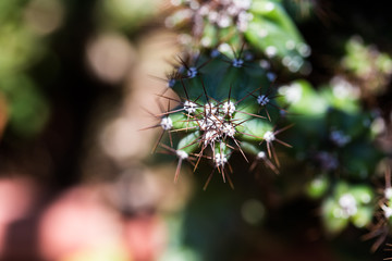 Green spiky cactus plant close up still
