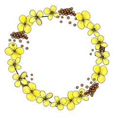 kanola flowers and seed. kanola frame template. Hand drawn flowers watercolor sketches. For packaging, menu, label, card, design