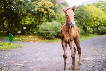 Fototapeta premium Foal
