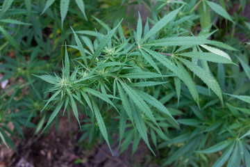 Marijuana leaves, marijuana, plant vegetation, hemp CBD, growing hemp at home. Background from green cultivated hemp.