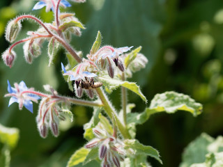 (Borago officinalis) Honeybees love the magnificent blue blooms of borage as a nectar source