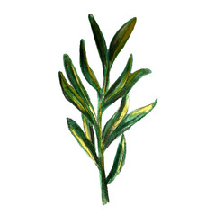 Fototapeta premium Onion, rosemary and garlic watercolor illustrations set. Autumn, fall, harvest. Background textile.
