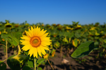 One flower of a sunflower on a background of green field.