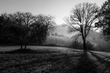 Powerful sun rays cutting through the mist at dawn, in the midst of some trees on a meadow