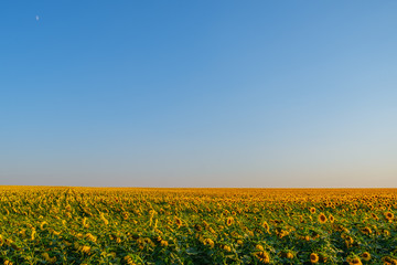 Endless field with sunflowers.