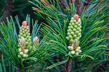 Young shoots of coniferous tree in the forest.