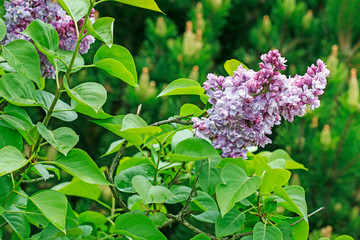 Beautiful lilac flowers in the garden.