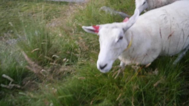 A funny and curious sheep tries to follow and smell the camera - pont of view angle