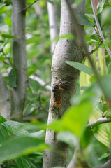 Large brown cicada in a park of Yokohama