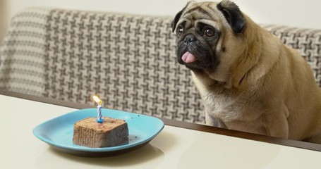 Funny pug dog birthday party. edible delicious cake with a burning candle