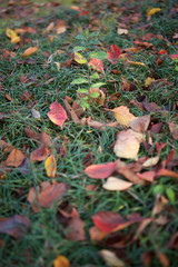 東京都新宿区の公園の芝生に落ちた色とりどりの落ち葉