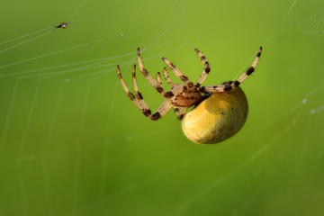 Closeup of a spider in a spider web aiming a prey in front of green background