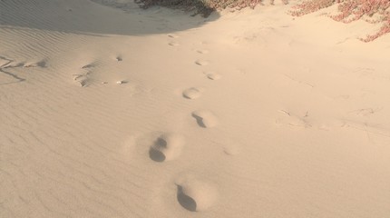 Lone Footsteps on the Dunes