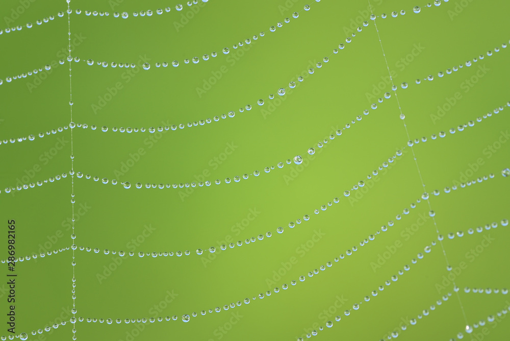 Wall mural closeup and background of a cobweb with small dew drops hanging on it