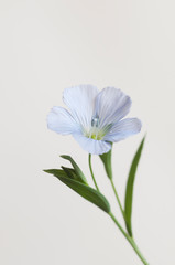 Flax (Linum usitatissimum) flowers