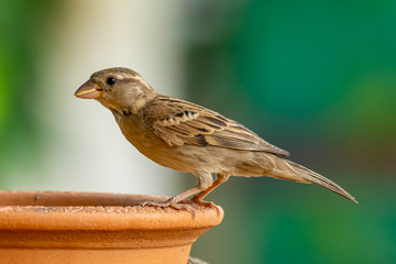 Female Russet Sparrow perching on a clay bowl with a grain of rice in her beak