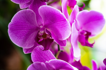 Obraz na płótnie Canvas Purple orchid in garden