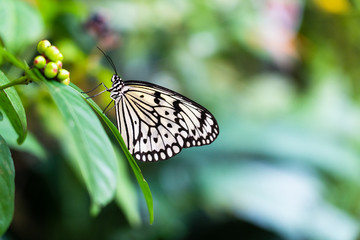 Beautiful butterfly sitting on leaf