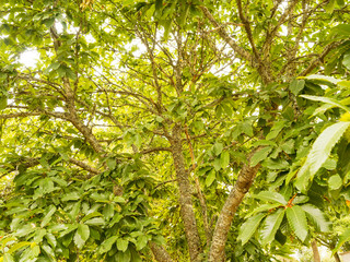 (Castanea sativa) Ecorce lisse de couleur brune verdâtre du châtaignier commun