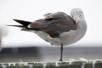 An adult Heermann's gull (Larus heermanni) resting on a roof of a building at Monterey bay  California.