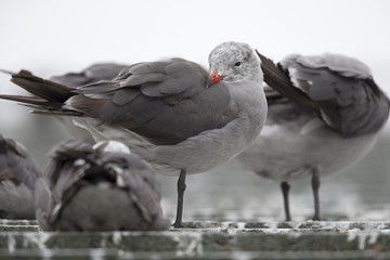 An adult Heermann's gull (Larus heermanni) resting on a roof of a building at Monterey bay  California.