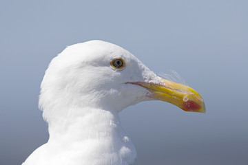 A portrait of a western gull (Larus occidentalis) resting on the beach of Santa Cruz California .
