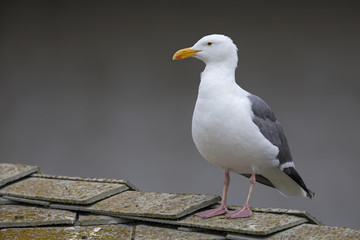 A western gull (Larus occidentalis) perched on a roof in the morning at Monterey bay California.
