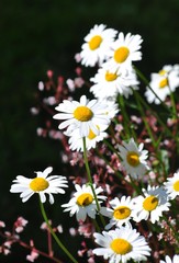 Margeriten im Garten