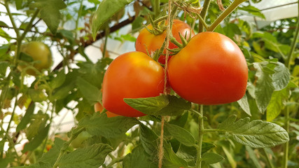 tomatoes on the plant in a garden ripe and unripe fresh