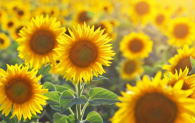 Sunflower portrait.